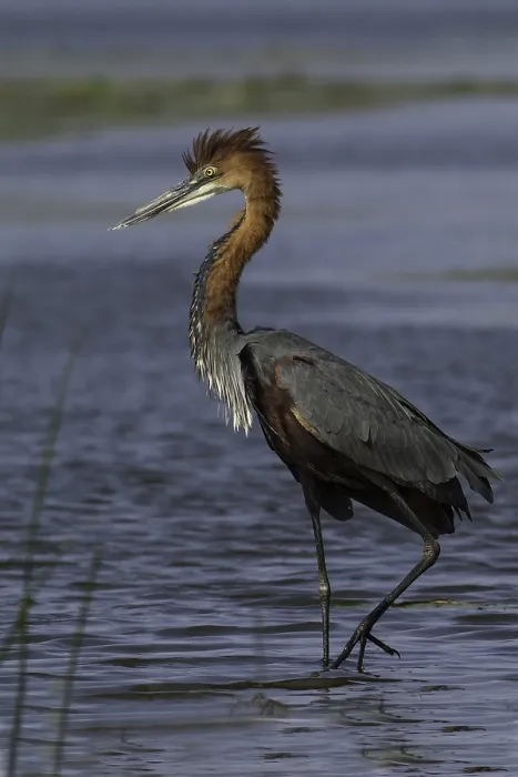 Gerahmter Druck : Goliath-Schreiadler, Ardea goliath Gerahmter Druck : Goliath-Schreiadler, Ardea goliath