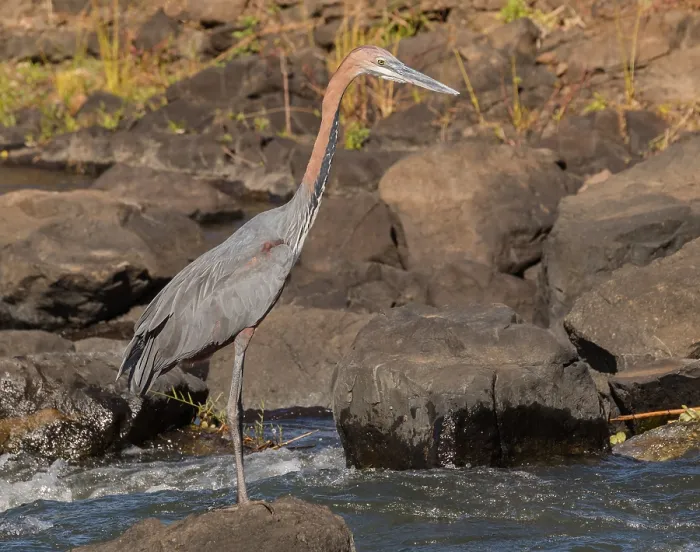 Gerahmter Druck : Goliath-Schreiadler, Ardea goliath Gerahmter Druck : Goliath-Schreiadler, Ardea goliath