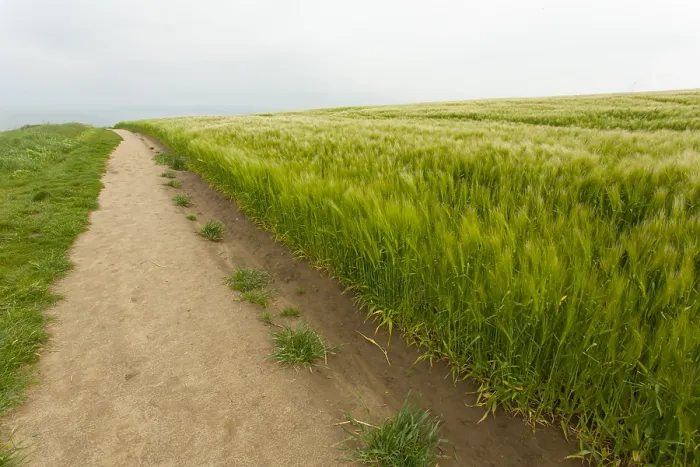 Gerahmter Druck : Verdunendes Sandweg mit Weizenfeld Gerahmter Druck : Verdunendes Sandweg mit Weizenfeld