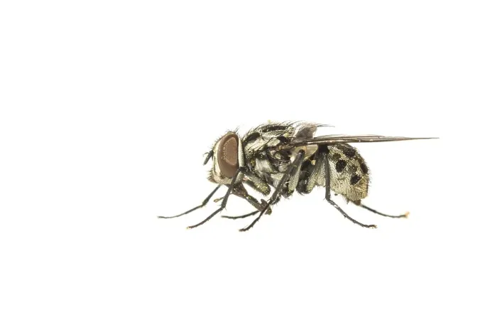 Gerahmter Druck : Graphomya maculata