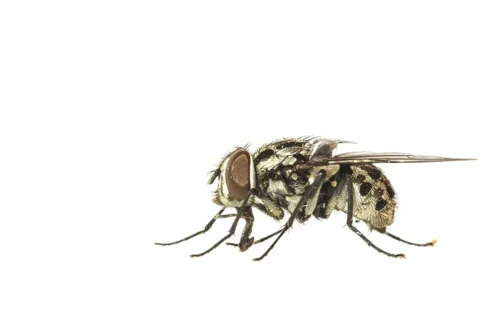 Gerahmter Druck : Graphomya maculata Gerahmter Druck : Graphomya maculata