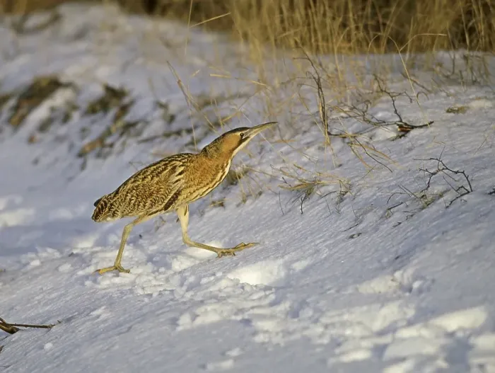Gerahmter Druck : Großer Brachvogel, Roerdomp, Botaurus stellaris Gerahmter Druck : Großer Brachvogel, Roerdomp, Botaurus stellaris