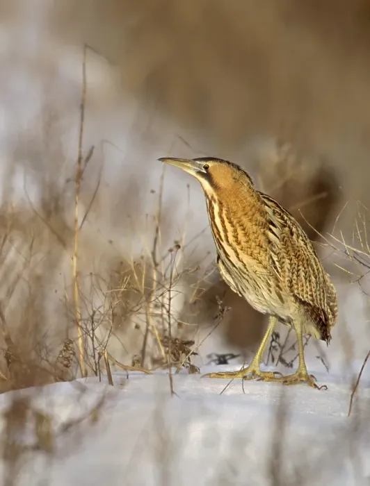 Gerahmter Druck : Große Brachvogel, Roerdomp, Botaurus stellaris Gerahmter Druck : Große Brachvogel, Roerdomp, Botaurus stellaris