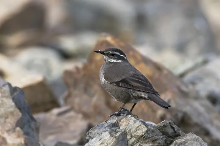 Gerahmter Druck : Grauschwingen-Cinclodes, Cinclodes oustaleti Gerahmter Druck : Grauschwingen-Cinclodes, Cinclodes oustaleti