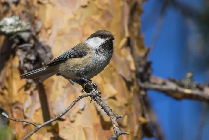 Gerahmter Druck : Grauköpfiger Buntspechtmeise Gerahmter Druck : Grauköpfiger Buntspechtmeise