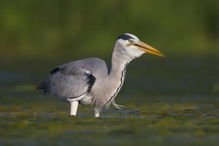 Gerahmter Druck : Grauer Reiher Gerahmter Druck : Grauer Reiher