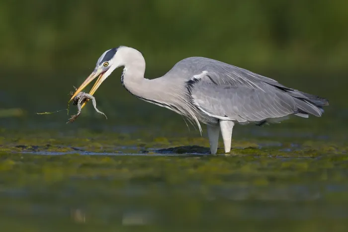 Gerahmter Druck : Grauer Reiher
