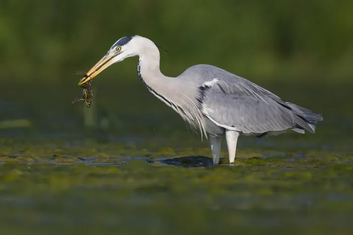 Gerahmter Druck : Grauer Reiher Gerahmter Druck : Grauer Reiher