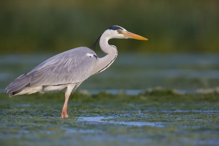 Gerahmter Druck : Grauer Reiher Gerahmter Druck : Grauer Reiher