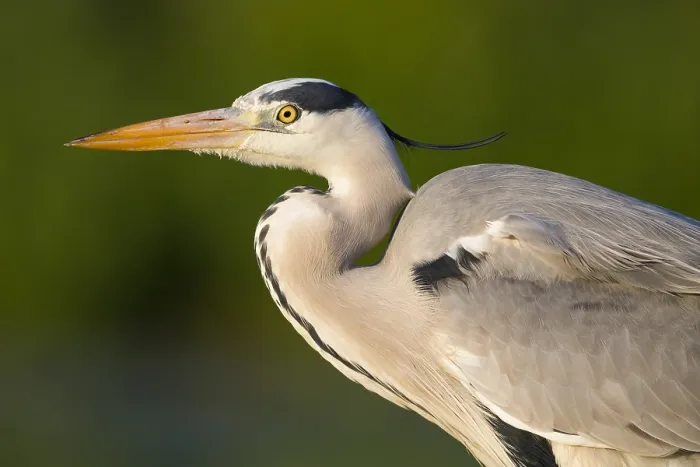 Gerahmter Druck : Grauer Reiher Gerahmter Druck : Grauer Reiher