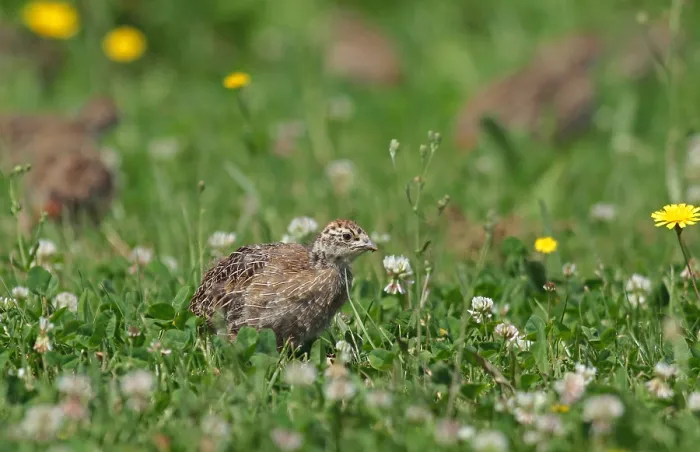 Gerahmter Druck : Grauer Wildhuhn, Perdix perdix Gerahmter Druck : Grauer Wildhuhn, Perdix perdix