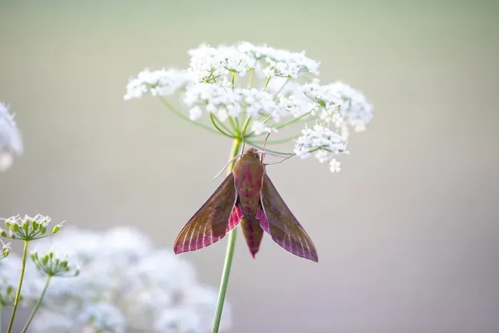 Gerahmter Druck : Großes Abendrot, Elephanten-Spinner, Deilephila elpenor. Gerahmter Druck : Großes Abendrot, Elephanten-Spinner, Deilephila elpenor.