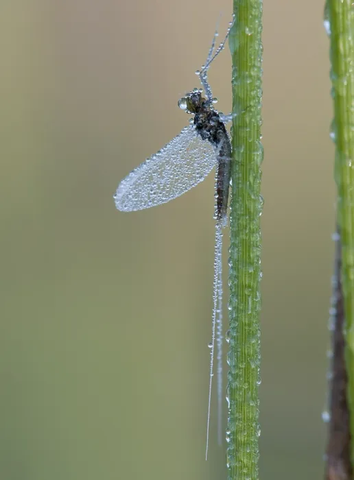 Gerahmter Druck : Haft, Eintagsfliege, Ephemeroptera Gerahmter Druck : Haft, Eintagsfliege, Ephemeroptera