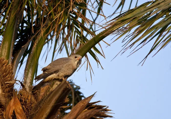 Gerahmter Druck : Hagedisbuizerd, Lizard Buzzard, Kaupifalco monogrammicus Gerahmter Druck : Hagedisbuizerd, Lizard Buzzard, Kaupifalco monogrammicus