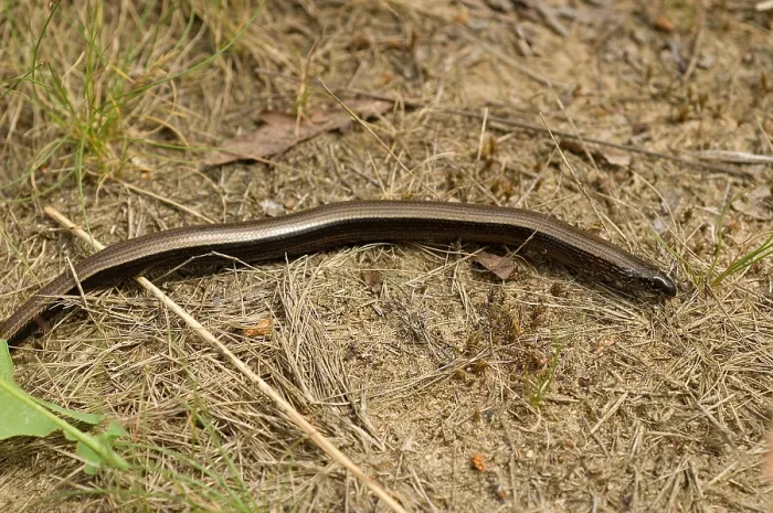 Gerahmter Druck : Hazelworm. Europa, Europa, van, von, Reptilien