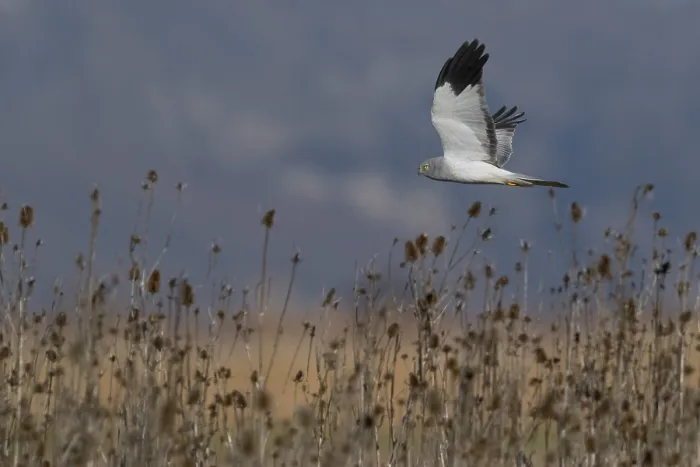 Gerahmter Druck : Hen Harrier