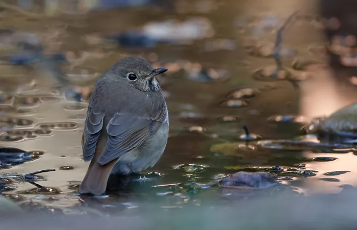 Gerahmter Druck : Hermit Thrush, Catharus guttatus Gerahmter Druck : Hermit Thrush, Catharus guttatus