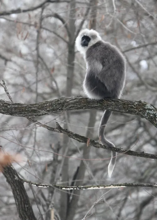 Gerahmter Druck : Himalajagrauer Langur Semnopithecus ajax Gerahmter Druck : Himalajagrauer Langur Semnopithecus ajax