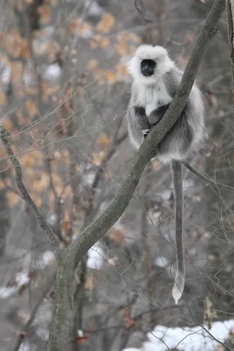 Gerahmter Druck : Himalajagrauer Langur Semnopithecus ajax Gerahmter Druck : Himalajagrauer Langur Semnopithecus ajax