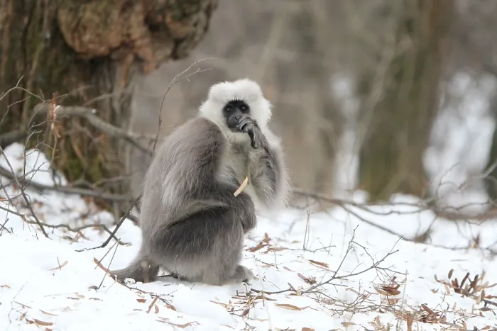 Gerahmter Druck : Himalajengrauer Langur Semnopithecus ajax Gerahmter Druck : Himalajengrauer Langur Semnopithecus ajax