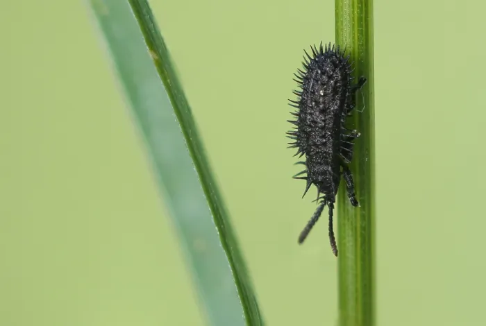 Gerahmter Druck : Schwarze Hispa Gerahmter Druck : Schwarze Hispa