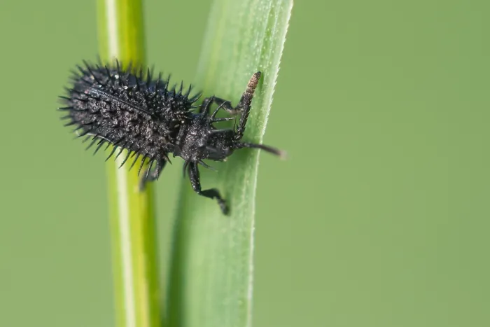 Gerahmter Druck : Schwarze Hispa Gerahmter Druck : Schwarze Hispa