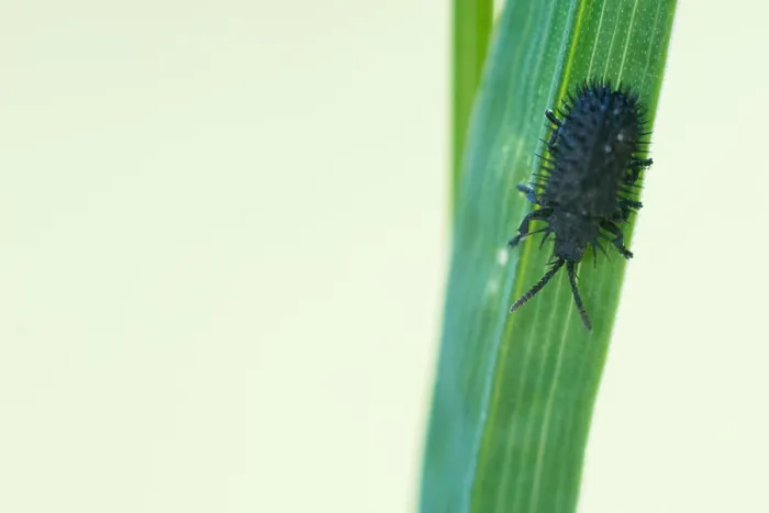 Gerahmter Druck : Schwarze Hispa Gerahmter Druck : Schwarze Hispa