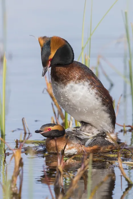 Gerahmter Druck : Hornrabe (Podiceps auritus), Paar beim Balzverhalten auf dem Nest Gerahmter Druck : Hornrabe (Podiceps auritus), Paar beim Balzverhalten auf dem Nest