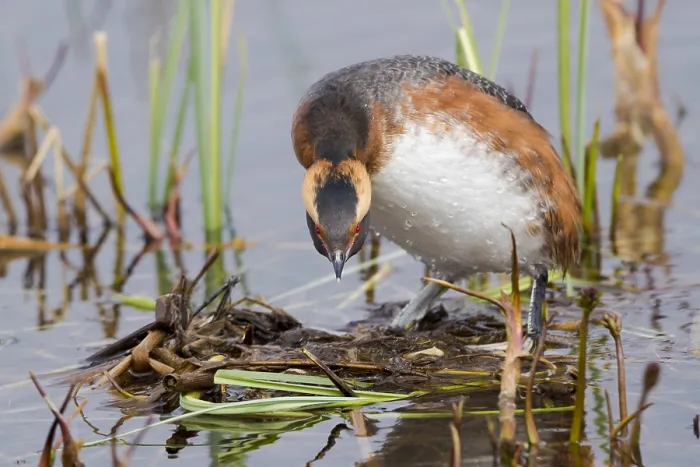 Gerahmter Druck : Hornrabe (Podiceps auritus), adult auf dem Nest stehend Gerahmter Druck : Hornrabe (Podiceps auritus), adult auf dem Nest stehend