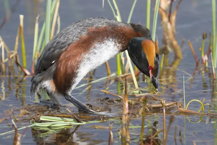 Gerahmter Druck : Hornrabe (Podiceps auritus), erwachsener Vogel auf dem Nest Gerahmter Druck : Hornrabe (Podiceps auritus), erwachsener Vogel auf dem Nest