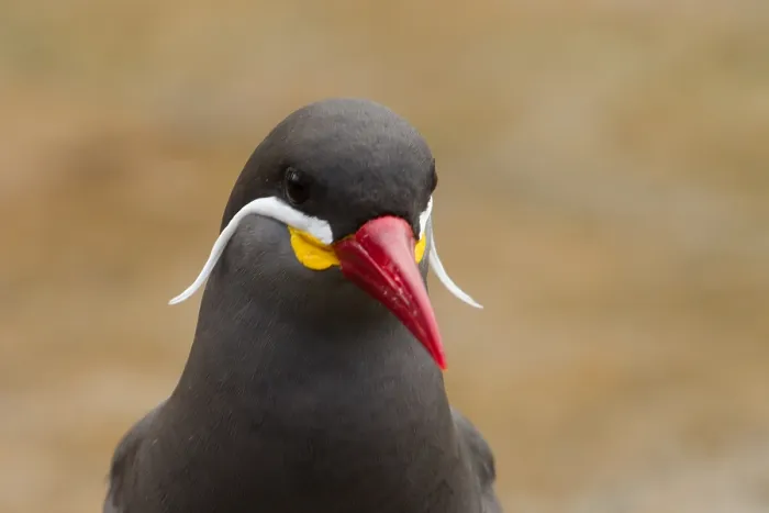 Gerahmter Druck : Inka-Tern. Vögel von Peru, der Inka-Sturmtaucher Gerahmter Druck : Inka-Tern. Vögel von Peru, der Inka-Sturmtaucher