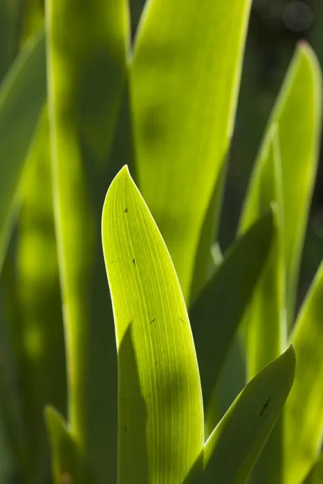 Gerahmter Druck : Irisblatt, Irisblatt Gerahmter Druck : Irisblatt, Irisblatt