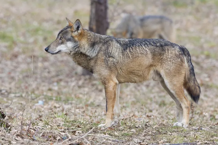 Gerahmter Druck : Italienischer Wolf Gerahmter Druck : Italienischer Wolf
