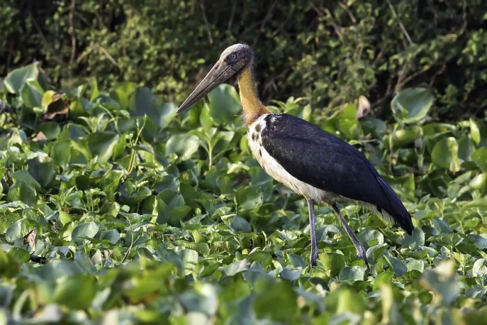 Gerahmter Druck : Java-Marabu, Lesser Adjutant, Leptoptilos javanicus