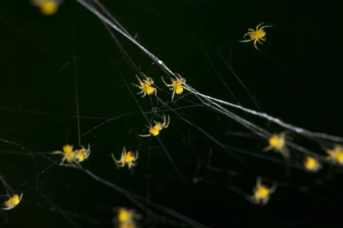 Gerahmter Druck : Junge Spinnetjes, Spiderlings Gerahmter Druck : Junge Spinnetjes, Spiderlings