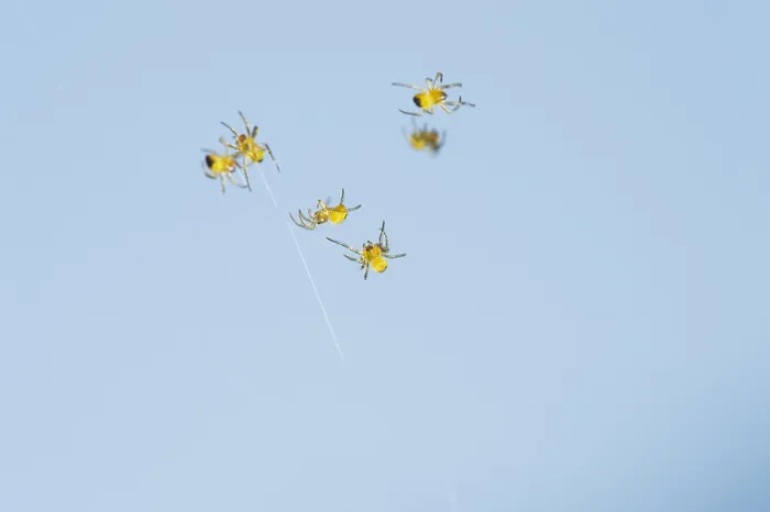 Gerahmter Druck : Junge Spinnetjes, Spiderlings Gerahmter Druck : Junge Spinnetjes, Spiderlings