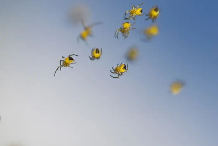 Gerahmter Druck : Junge Spinnetjes, Spiderlings Gerahmter Druck : Junge Spinnetjes, Spiderlings