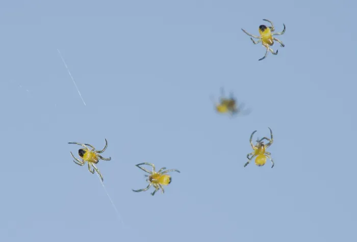 Gerahmter Druck : Junge Spinnetjes, Spiderlings Gerahmter Druck : Junge Spinnetjes, Spiderlings