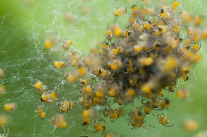 Gerahmter Druck : Junge Spinnetjes, Spiderlings Gerahmter Druck : Junge Spinnetjes, Spiderlings