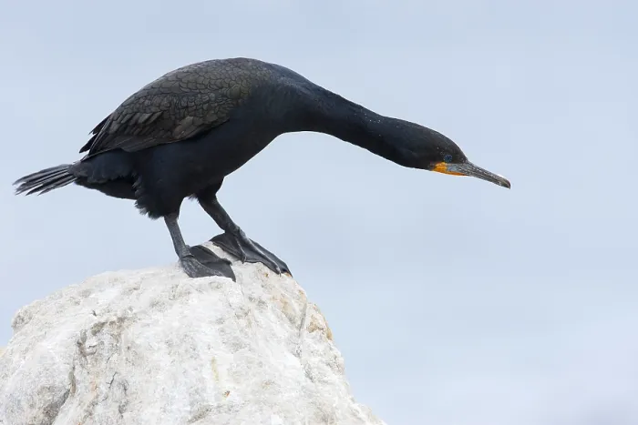 Gerahmter Druck : Kaapse Aalscholver, Kapkormoran, Phalacrocorax capensis Gerahmter Druck : Kaapse Aalscholver, Kapkormoran, Phalacrocorax capensis