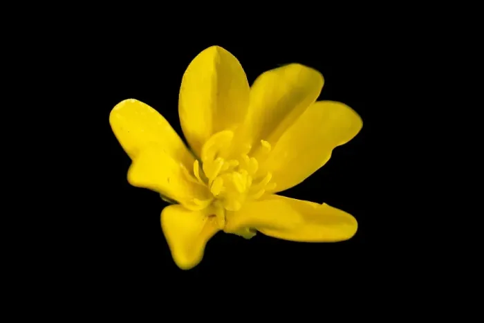 Gerahmter Druck : Kalkboterblume, Ranunculus polyanthemos subsp. polyanthemoides Gerahmter Druck : Kalkboterblume, Ranunculus polyanthemos subsp. polyanthemoides