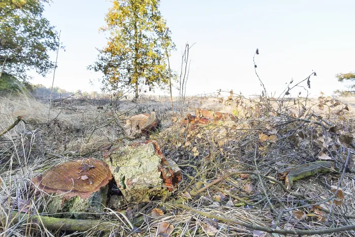 Gerahmter Druck : Kalmoutse Heide Gerahmter Druck : Kalmoutse Heide