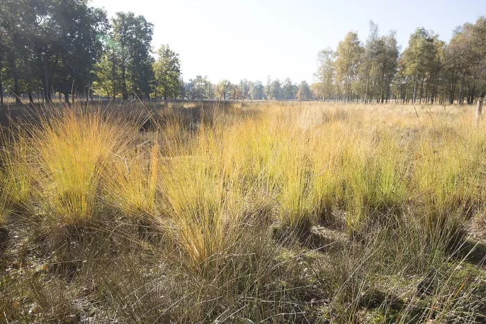 Gerahmter Druck : Kalmoutse Heide Gerahmter Druck : Kalmoutse Heide
