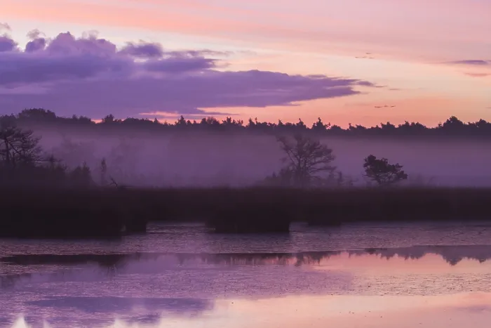 Gerahmter Druck : Kalmthoutse Heide Gerahmter Druck : Kalmthoutse Heide