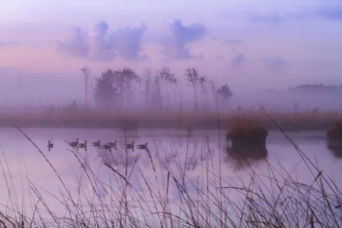 Gerahmter Druck : Kalmthoutse Heide Gerahmter Druck : Kalmthoutse Heide