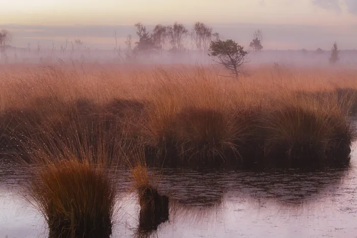Gerahmter Druck : Kalmthoutse Heide Gerahmter Druck : Kalmthoutse Heide