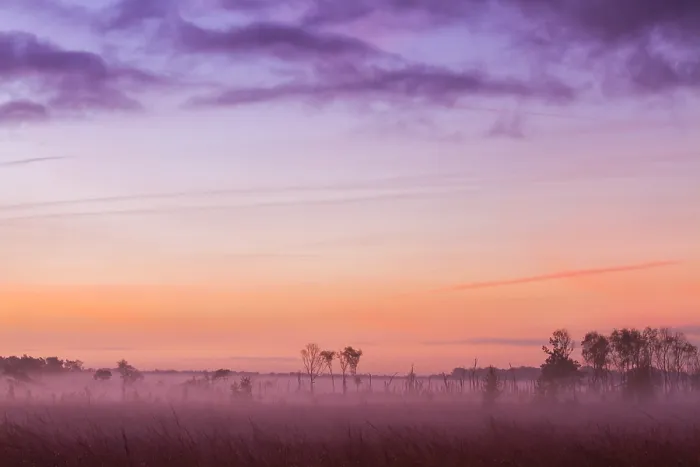 Gerahmter Druck : Kalmthoutse Heide Gerahmter Druck : Kalmthoutse Heide