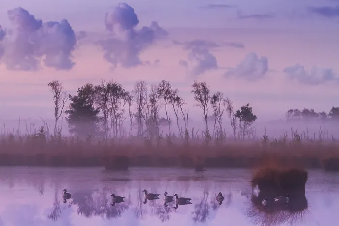 Gerahmter Druck : Kalmthoutse Heide Gerahmter Druck : Kalmthoutse Heide