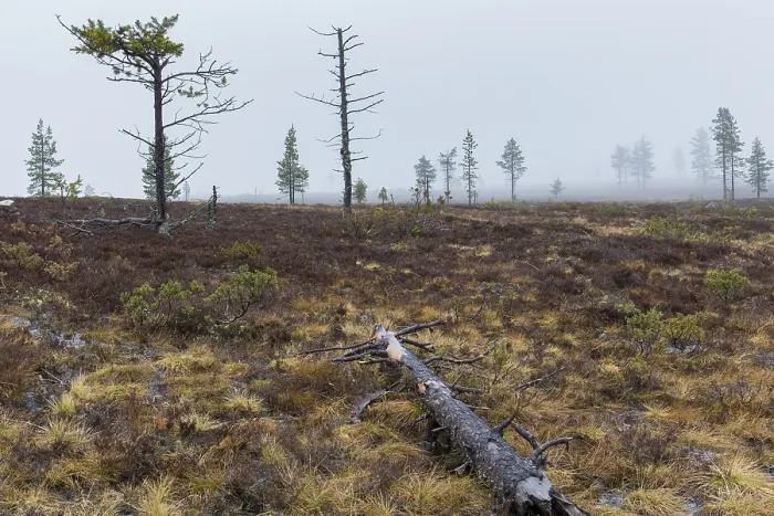 Gerahmter Druck : Kaunispään Landschaft