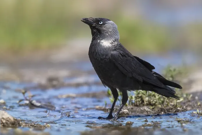 Gerahmter Druck : Kauw; Eurasian Jackdow; Corvus monedula